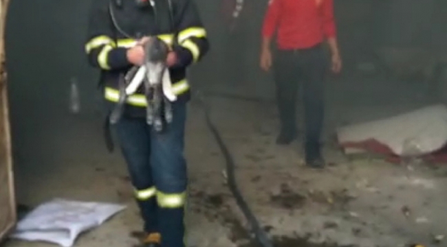 Urfa'da yangın Hayvanlar son anda kurtarıldı!
