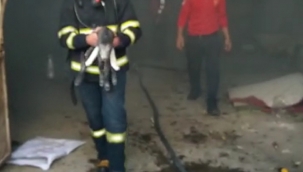 Urfa'da yangın Hayvanlar son anda kurtarıldı!