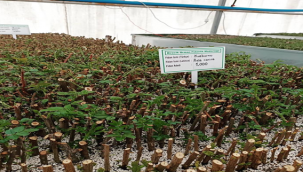 Birecik'te Tıbbi Aromatik deneme Çalışmaları Başladı