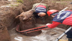 Foseptik Çukuruna Düşen Atı İtfaiye Ekipleri Kurtardı