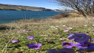 Halfeti'de yalancı bahara aldanan ağaçlar çiçek açtı