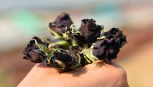 Halfeti'nin Karagülü Tescillendi