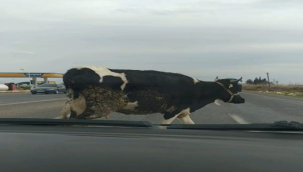 İşlek Yolda Başıboş Hayvanlar Tehlike Saçıyor