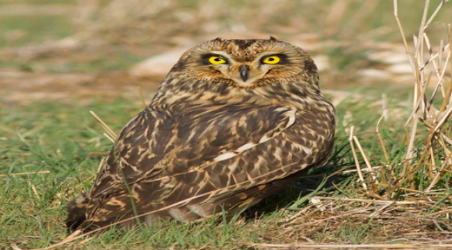 Kır Baykuşu 12 bin kilometre göç edebiliyor 