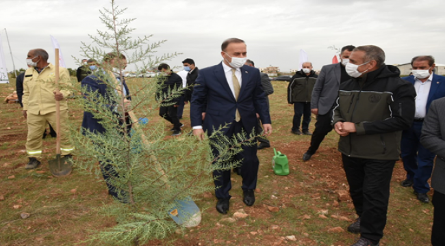 Osmanbey'de Bir Orman Oluşturuluyor