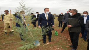 Osmanbey'de Bir Orman Oluşturuluyor