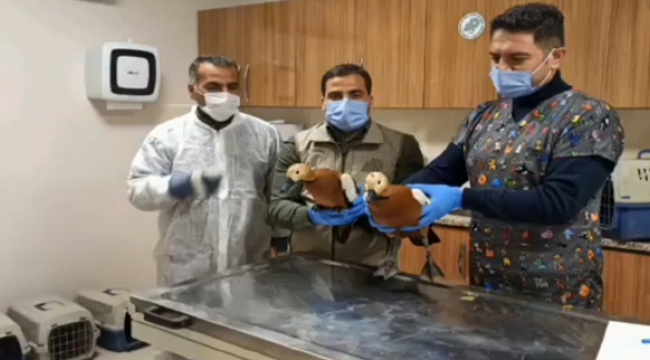 Şanlıurfa'da tedavi edilen kuşlar doğaya salındı