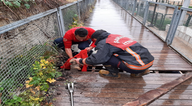 Yavru köpeği itfaiye ekipleri kurtardı