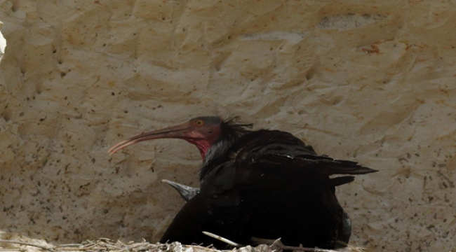 Birecik'te Yavru kelaynaklar, yumurtadan çıkmaya başladı