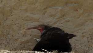 Birecik'te Yavru kelaynaklar, yumurtadan çıkmaya başladı