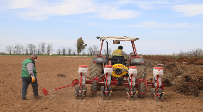 Büyükşehir Yerli tohumlarla kendi biberini yetiştiriyor