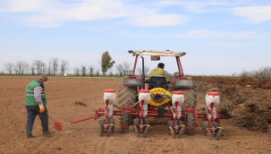 Büyükşehir Yerli tohumlarla kendi biberini yetiştiriyor