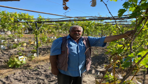 Fidanlıkta üzüm asması yetiştiriyor