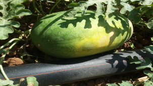 GAP Tarımsal Araştırma Enstitüsü tarafından 6 yerel çeşit tescillendi