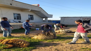 Hayvancılıkta koyun kırma dönemi başladı