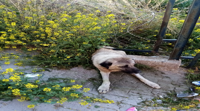 Şanlıurfa'da bir köpek demir parmaklıklar arasında  sıkıştı