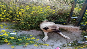 Şanlıurfa'da bir köpek demir parmaklıklar arasında  sıkıştı