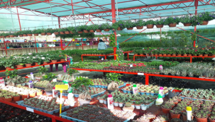 Şanlıurfa'da Pandemi süreci fidan satışlarını patlattı