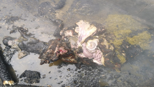 Suruç'ta ahır yangını