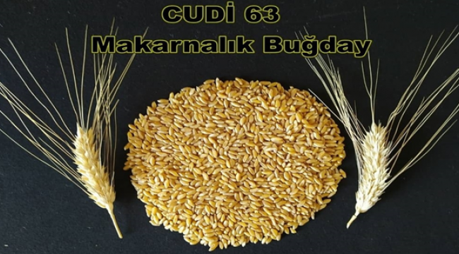 Urfa 'da iki buğday çeşidi tescil edildi