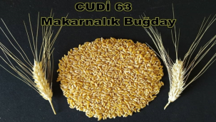 Urfa 'da iki buğday çeşidi tescil edildi