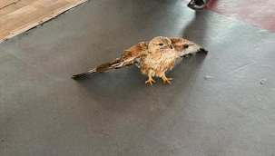 Urfa'da yaralı halde bulundu! 