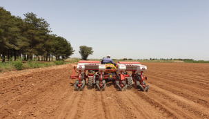 Urfa tarımına yeni alternatif!