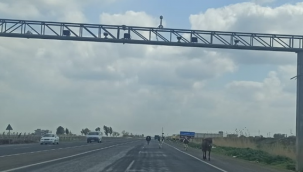 Yola çıkan hayvanlar tehlike saçıyor