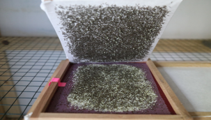 Büyükşehirden İpekböcekçiliği için çiftçiye tam destek