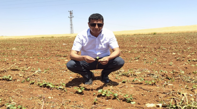 Çiftçiye uyarı; Aşırı sulama dikkat