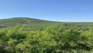 Emekler Karşılıksız Kalmadı: Bademler Meyve Verdi