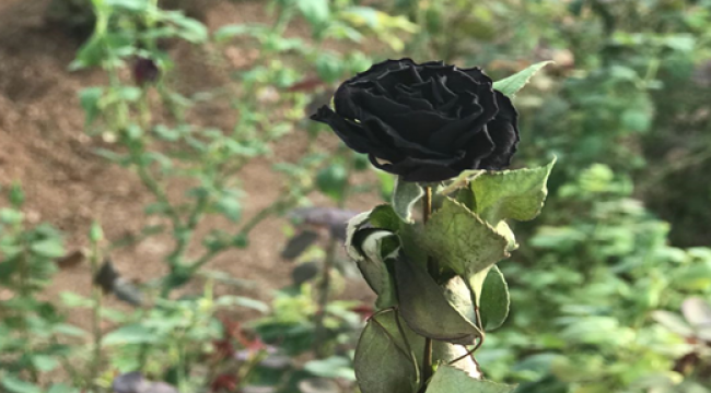 Halfeti'nin Karagülleri Açtı