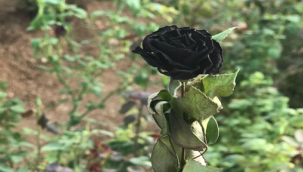 Halfeti'nin Karagülleri Açtı