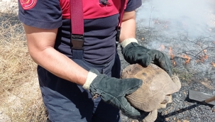 Mahsur kalan kaplumbağa kurtarıldı