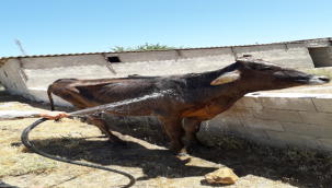 Şanlıurfa'da çukuruna düşen ineği itfaiye ekipleri kurtardı