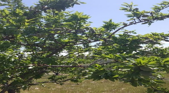 Şanlıurfa'da gelir getirici bademler meyve vermeye başladı