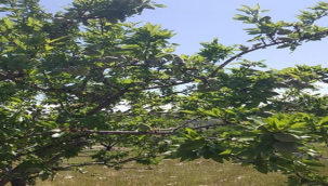 Şanlıurfa'da gelir getirici bademler meyve vermeye başladı