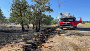 Şanlıurfa'da ormanlık alanda yangın