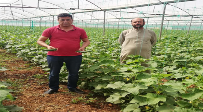 Şanlıurfa'da serada salatalık hasadı başladı