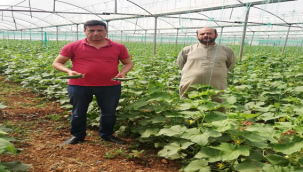 Şanlıurfa'da serada salatalık hasadı başladı