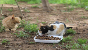Tam kapanmada sokak hayvanları unutulmadı