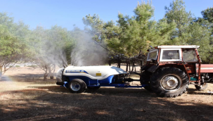 Urfa'da ağaçlarda ilaçlama çalışması başlatıldı