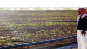 Urfa'da çiftçilerin elektriği kesildi