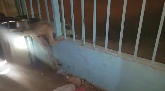 Urfa'da köpek kurtarma operasyonu!