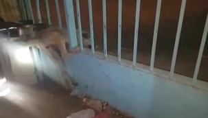 Urfa'da köpek kurtarma operasyonu!