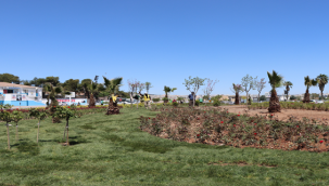 Yetiştirdiğimiz çiçekler park, cadde ve refüjlerde renk cümbüşü oluşturuyor