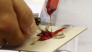 Ceylanpınar'da Mahalle Muhtarlığı seçimi yapıldı