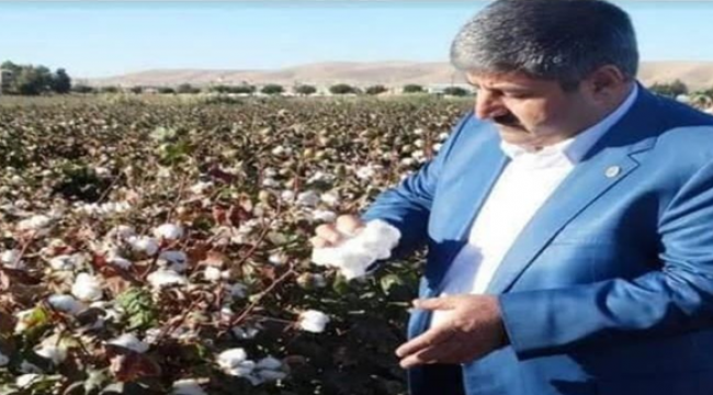 Çiftçilere Pamuk destekleme parası bu akşam ödenecek