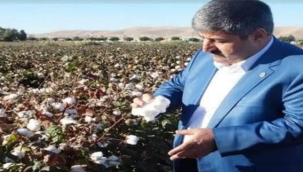 Çiftçilere Pamuk destekleme parası bu akşam ödenecek