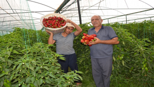 GAP çiftçisinin yüzünü İsot güldürdü